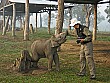 Winston and this rambunctious youngster have a pushing match... the elephant won; Chitwan, Nepal