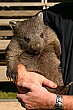 A close relative of the Koala bear, wombats can grow up to 45 kilograms in weight.