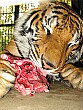 We helped feed Phet the tiger; Intrepid Tours has helped relocate her to a larger natural enclosure.