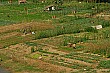 We had a view of a small river flowing by these crop fields from our guesthouse.