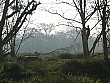 Padma climbs a tree to take a picture of a resting rhino from a closer distance.
