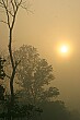 The sun pokes through the morning mist on our early canoe ride downriver.