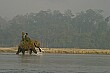 A working elephant moves its way across the river.