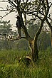 Padma, our super guide, had more field experience with wildlife than any other individual we've met.  Here, he surveys the tall grass in search of animal activity.