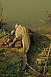 This large crocodile didn't want to be bothered by the cameras and quickly crawled into the swamp, disappearing in seconds.