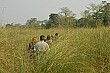 The tall grass was REALLY tall... and sharp too; many of us had little nicks and cuts on our arms after the jungle walk.