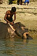 Time for a scrubbing; this elephant relaxes as his driver washes his ear.