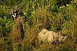Hey guys, the rhino is on the other side; Ray and his fellow passenger have spotted something else on our elephant ride.