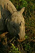 The one-horned rhino in Asia is quite different from those found in Africa.