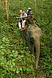 Ray and Raj atop their elephant in the jungle.