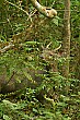 One of the largest deer in the world, this sambar deer munches on some foliage.