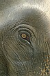 The eye of our elephant; we have a new-found respect for the abilities of these gentle animals.