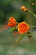 Flowers adorn our accomodations at the Royal Park Hotel in Chitwan (which we highly recommend).