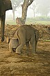 This little one-month old tyke was going nuts trying to scratch an itch that he couldn't reach.