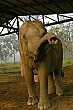 Do YOU have any bananas?  A mother elephant reaches out with her trunk.