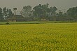 Brilliant yellow mustard fields grow all over the area around Chitwan.