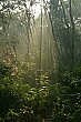 Sun rays break through the forest canopy on a morning elephant ride.