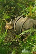 The thick folds of skin on the sides and back of a rhino look like armour plating.  There were many to be found in Chitwan.