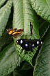 Beautiful butterflies abound at the Melbourne Zoo.