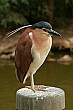 One of the many species of birds who make their home at the zoo, right in the city.