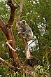 Our first koala sighting, yes, at the zoo, but still fun to see nonetheless.