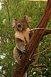 The koala bear is a pretty cute looking marsupial, all things considered.