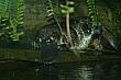 We saw another platypus, and marvelled again at its unique features, like its duck's bill and webbed, clawed feet.