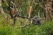 Ring-tailed lemurs were also on display, here huddling together for warmth.