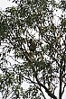 We spotted a few wild koalas munching on eucalyptus leaves along the way.