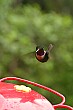 The feeders around the resort attracted dozens of hummingbirds, and we spent hours watching them buzz and fly around.